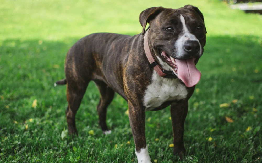 Избивший своего щенка стаффорда житель Кузбасса пойдет под суд