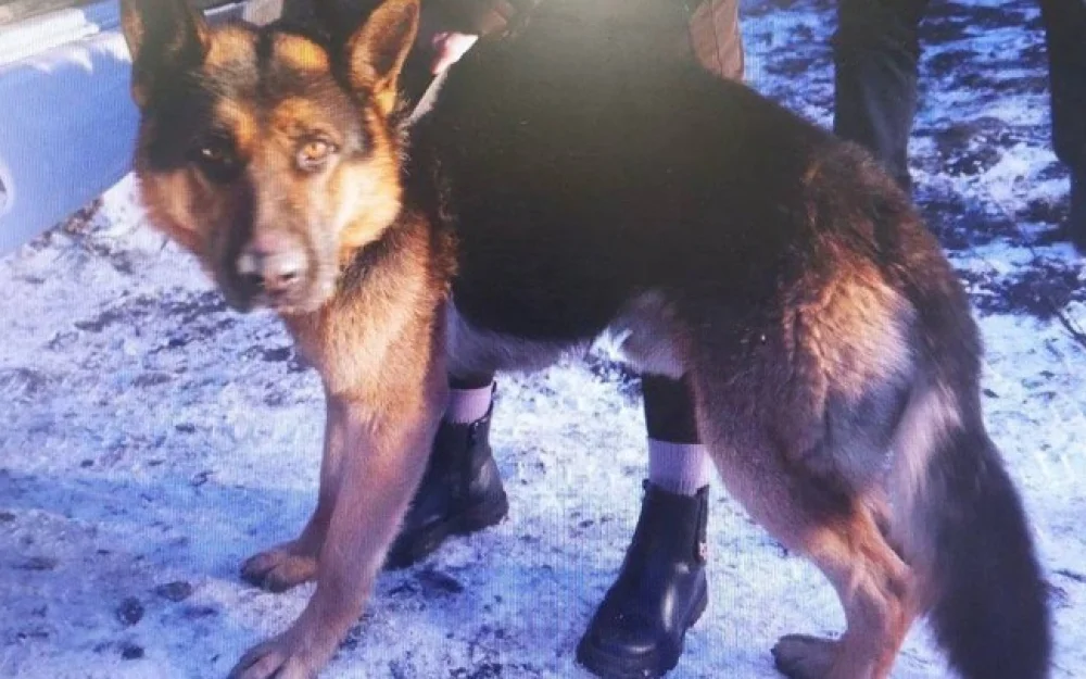 В Хакасии собака напала на 7-летнюю девочку, возбуждено дело