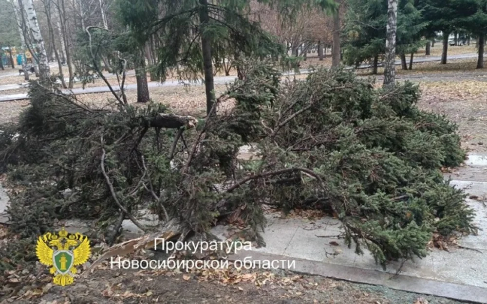 Два человека пострадали при падении дерева на Монументе Славы в Новосибирске