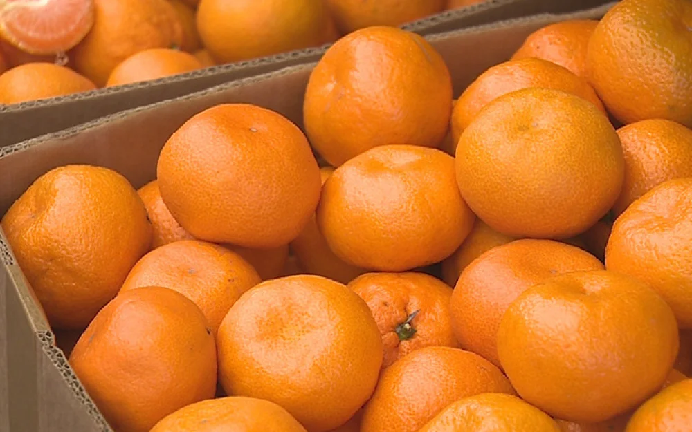 Поставки цитрусовых из Абхазии в Россию в этом сезоне выросли вдвое