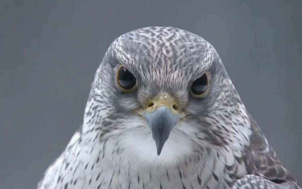 Гражданину ОАЭ суд в Москве дал 6 лет колонии за попытку контрабанды соколов