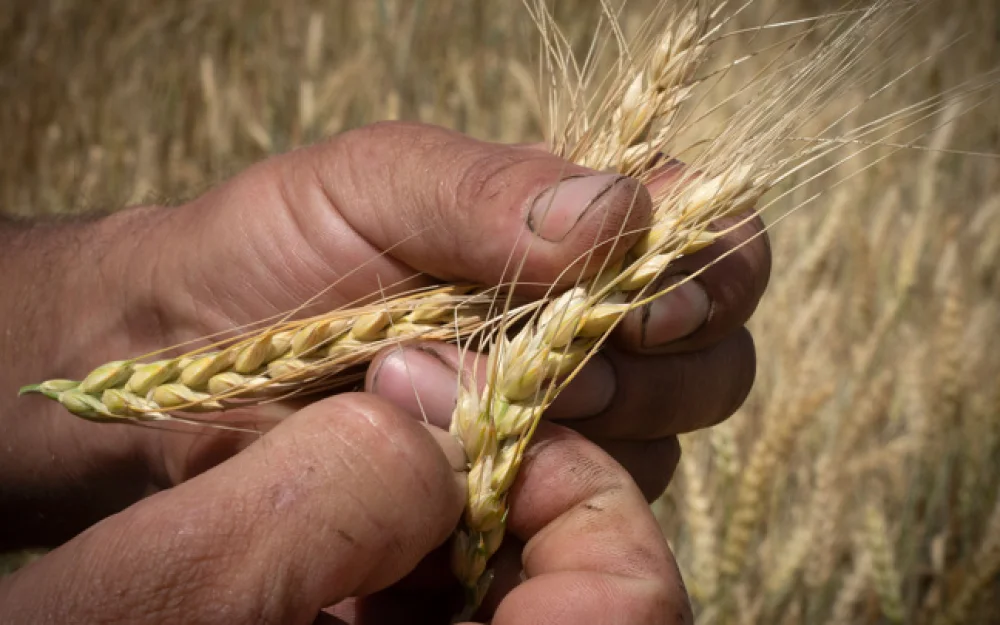 Россия впервые за 30 лет поставила Армении пшеницу по маршруту через Азербайджан