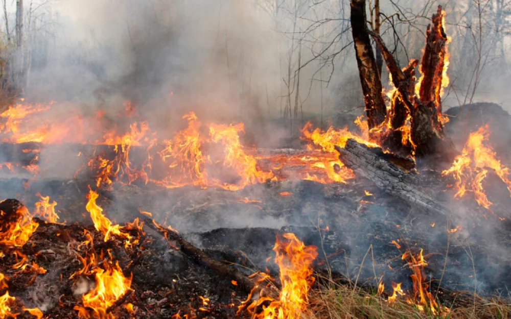 В Абинском районе Кубани тушат лесной пожар на 3 га