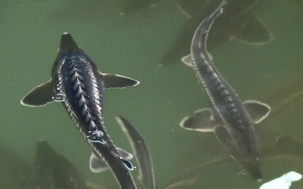 Губернатор Кубани Кондратьев: осетр может снова стать промысловой рыбой