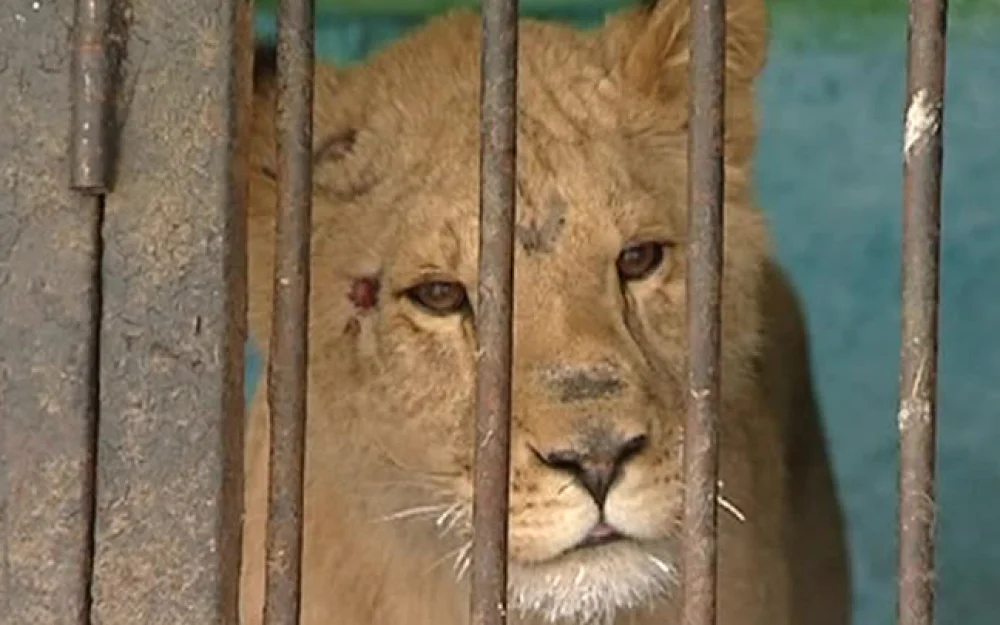 Два льва сбежали из реабилитационного центра для животных в Хмельницком