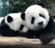 Япония может остаться без панд из-за конфликта с Китаем