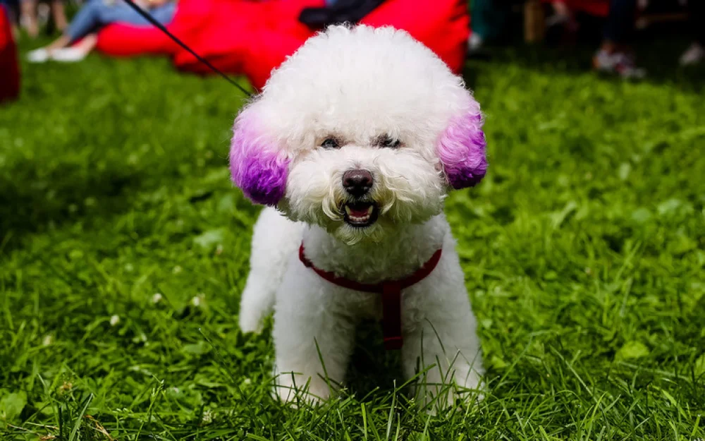 Иллюзия бессмертия путем клонирования питомца способна разочаровать хозяина: не вернёт старого друга