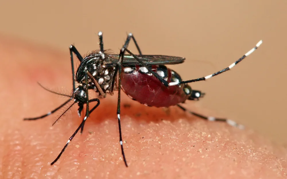 Куба борется с распространением переносимых комарами смертельных заболеваний