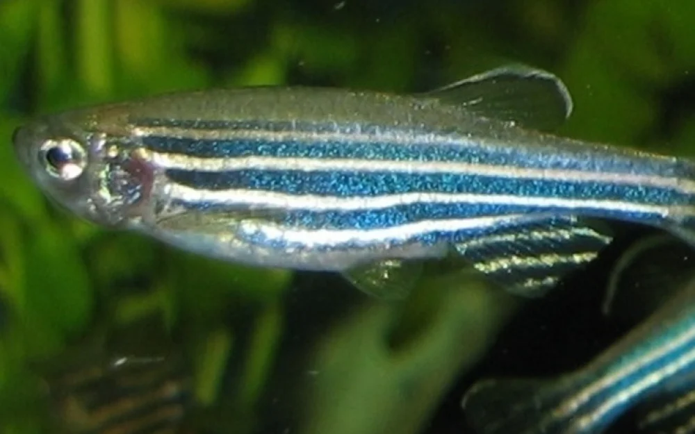 Склонность людей к стрессу помогут определять тропические рыбки