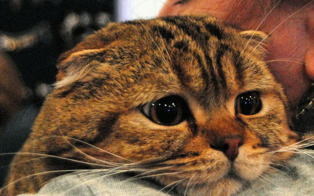 Новые генетические данные изменили историю одомашнивания кошек: прибыли во времена Римской империи