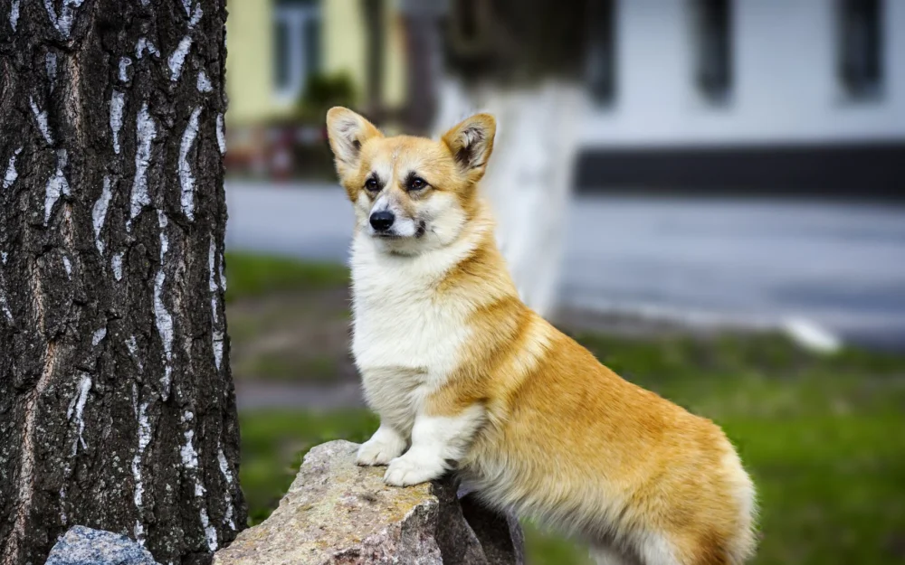 В Люберцах корги выбросили в мусорный контейнер
