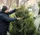 Россия на Новый год сократит ввоз живых елок на треть