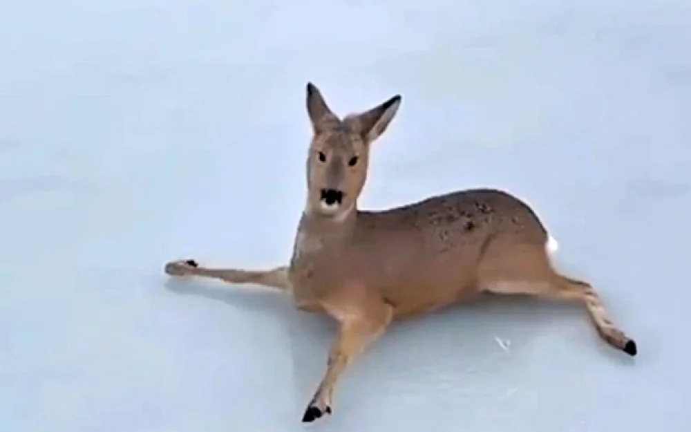 Более 300 застрявших на льду косуль спасли в Новосибирской области